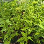 Echinacea purpurová (Echinacea purpurea) ´CHEYENNE SPIRIT´® - kont. C2L